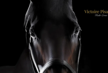 TJK, 2026 Aşım Sezonu Aygır Ücretlerini Duyurdu